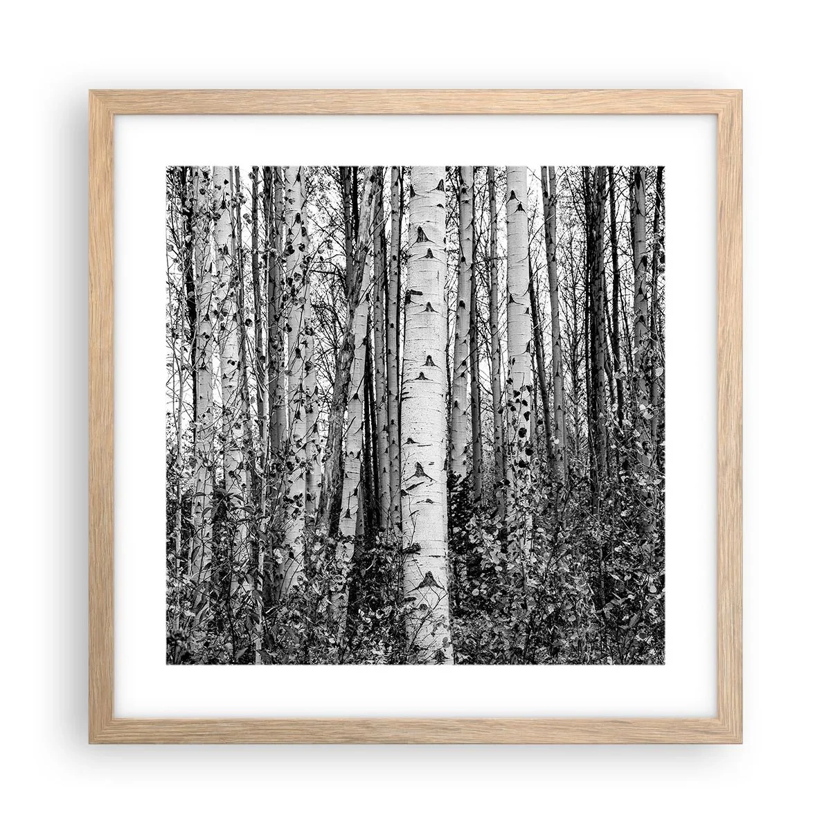 Poszter világos tölgy keretben - Nyírfa oszlopsor - 40x40 cm