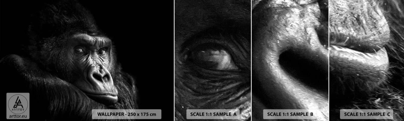 Fotótapéta Minta Standard Eco - Mit bámulsz? - Majom, Gorilla, Állatok - 100x30 cm