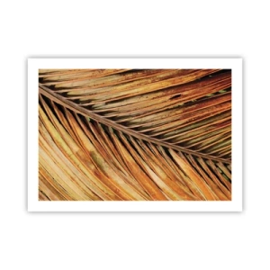 Poszter - Kókusz aranya - 70x50 cm