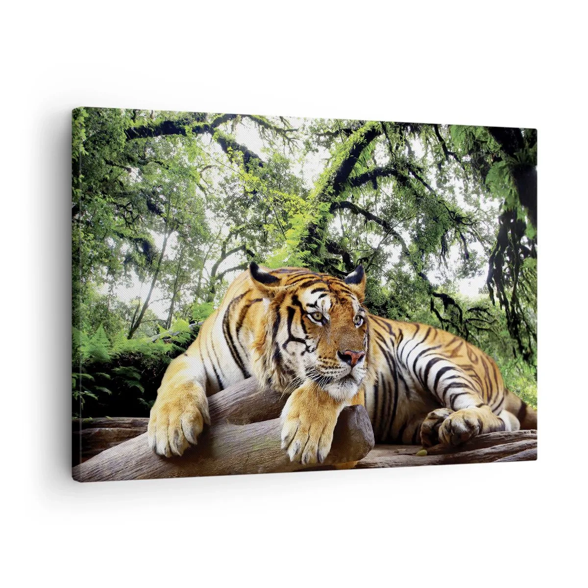 Vászonkép - Egy tigris pihen egy trópusi erdőben - 70x50cm - Tisztelettel - Modern fali dekoráció nappalihoz és hálószobához ARTTOR