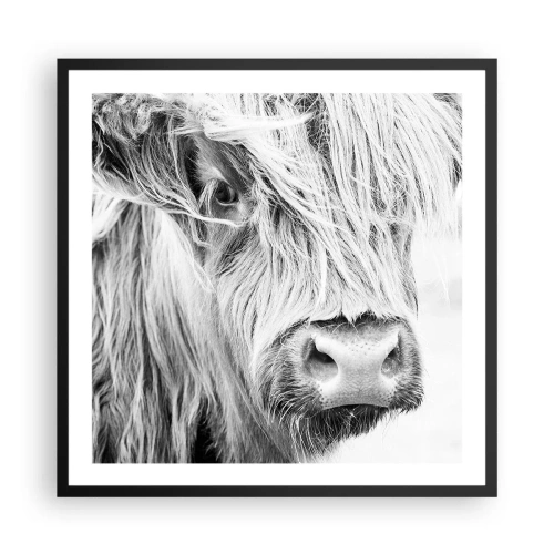 Poszter fehér keretben - Skót vadság - 60x60 cm