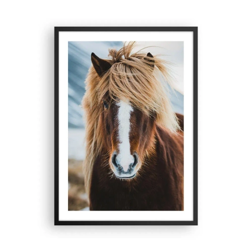 Poszter fehér keretben - Egy izlandi ló közeli képe, lenge sörényével, természetes háttér előtt. - 50x70cm - Érzed a szabadságot? - Modern fali dekoráció nappalihoz és hálószobához ARTTOR