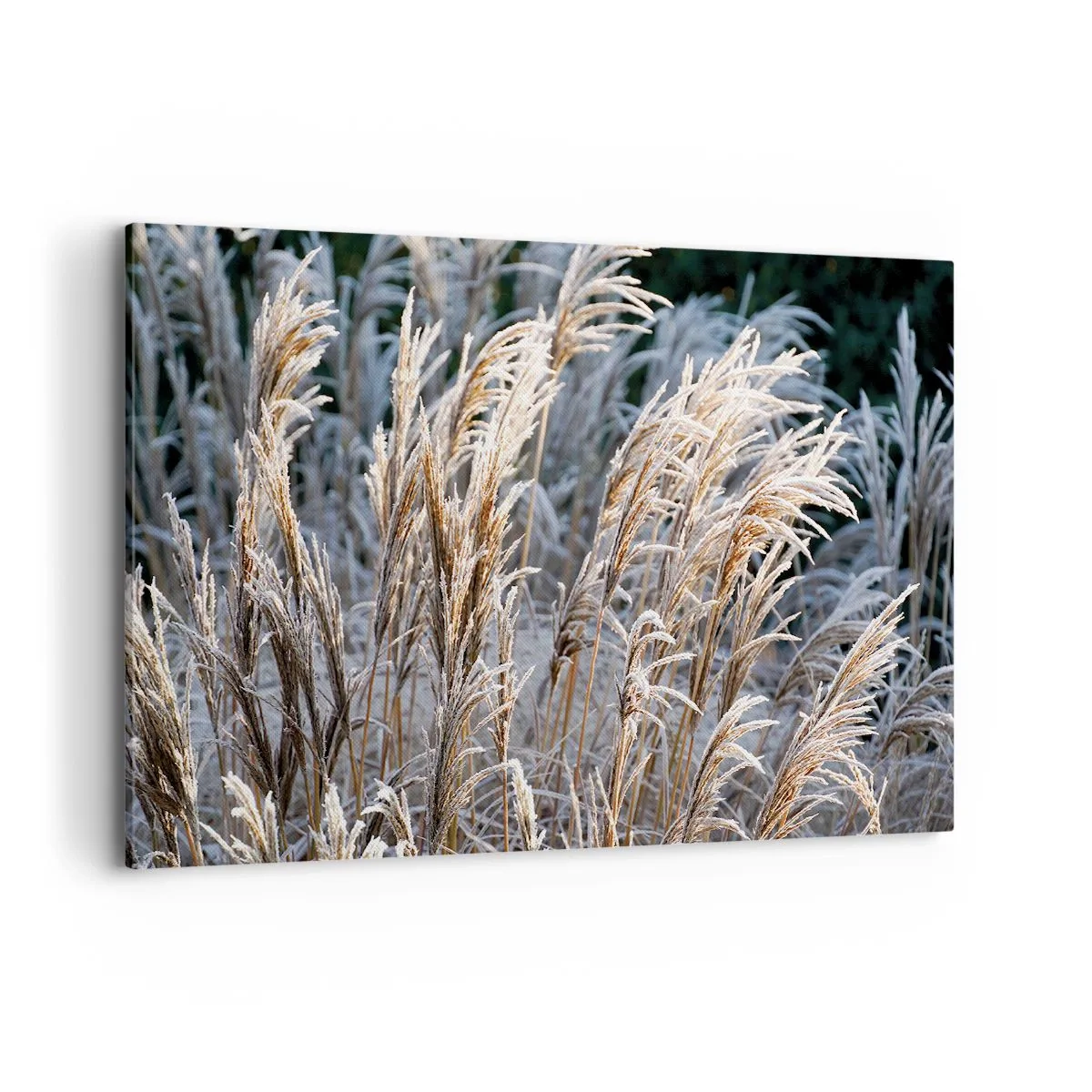 Vászonkép - Zúzmarába öltözött - 120x80 cm