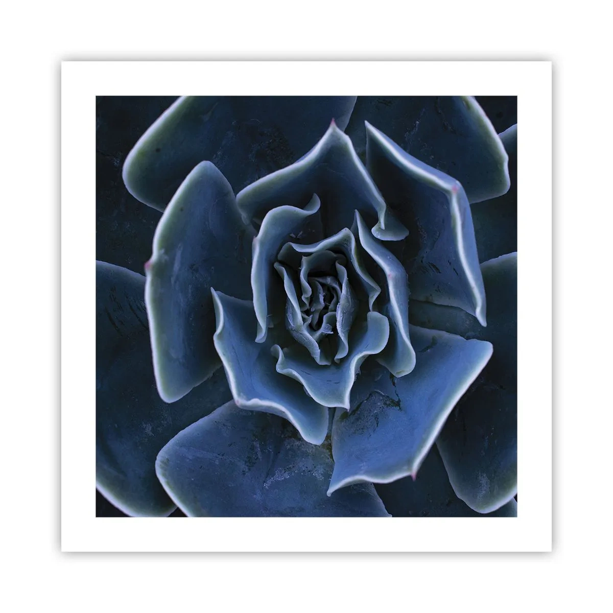 Poszter - A sivatag virága - 50x50 cm