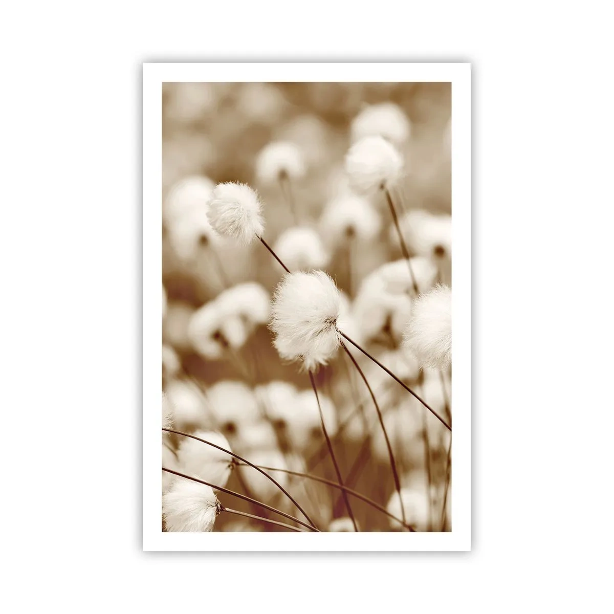 Poszter - Bolyhos termés - 61x91 cm