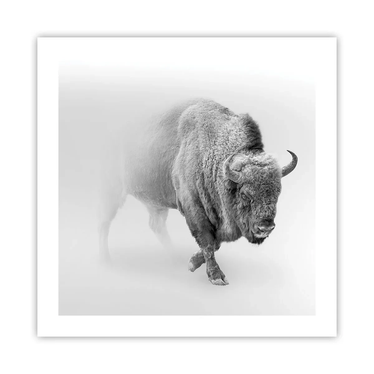 Poszter - A préri királya - 50x50 cm