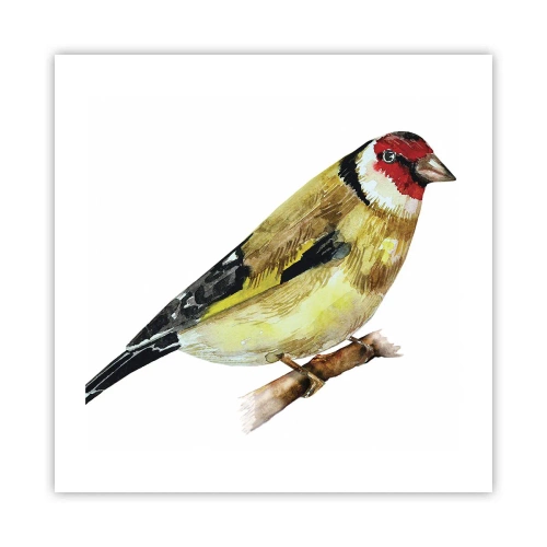Poszter - Madárportré - 50x50 cm