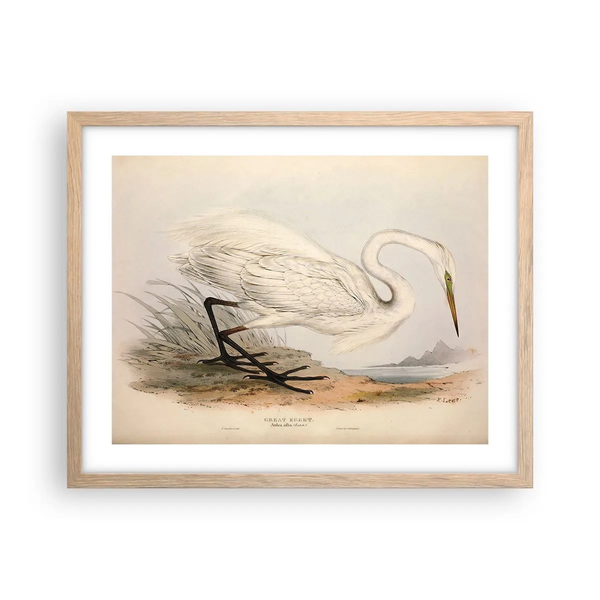 Poszter világos tölgy keretben - Hölgy a nádasban - 50x40 cm
