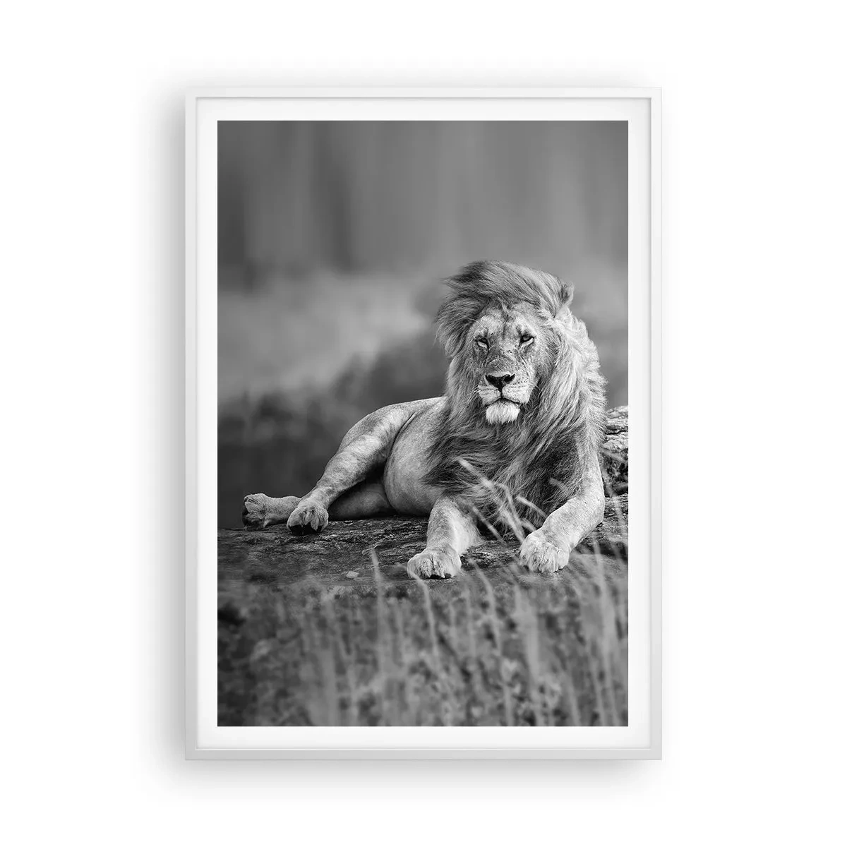 Poszter fekete keretben - Királyi szieszta - 70x100 cm