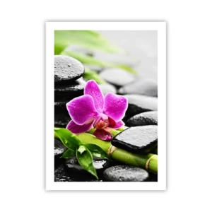 Poszter - Nyugodt egyensúlyban - 50x70 cm