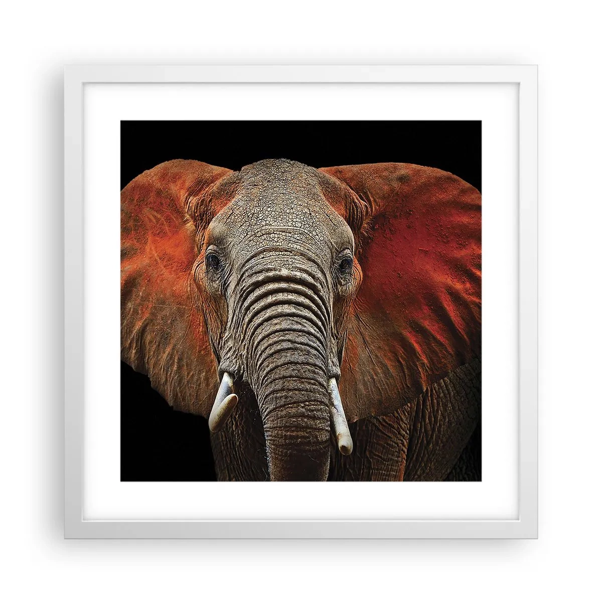 Poszter fekete keretben - Én vad vagyok, és te? - 40x40 cm