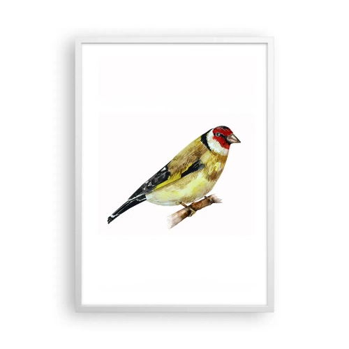 Poszter fekete keretben - Madárportré - 50x70 cm