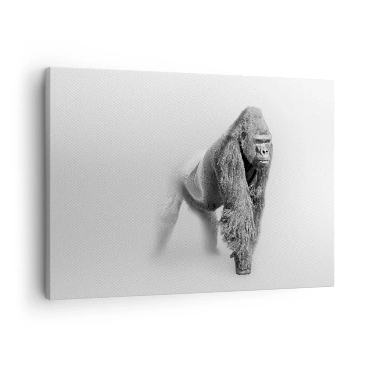 Vászonkép - Gorilla fekete-fehér tónusokkal fehér alapon - 70x50cm - Magabiztos az erejében - Modern fali dekoráció nappalihoz és hálószobához ARTTOR
