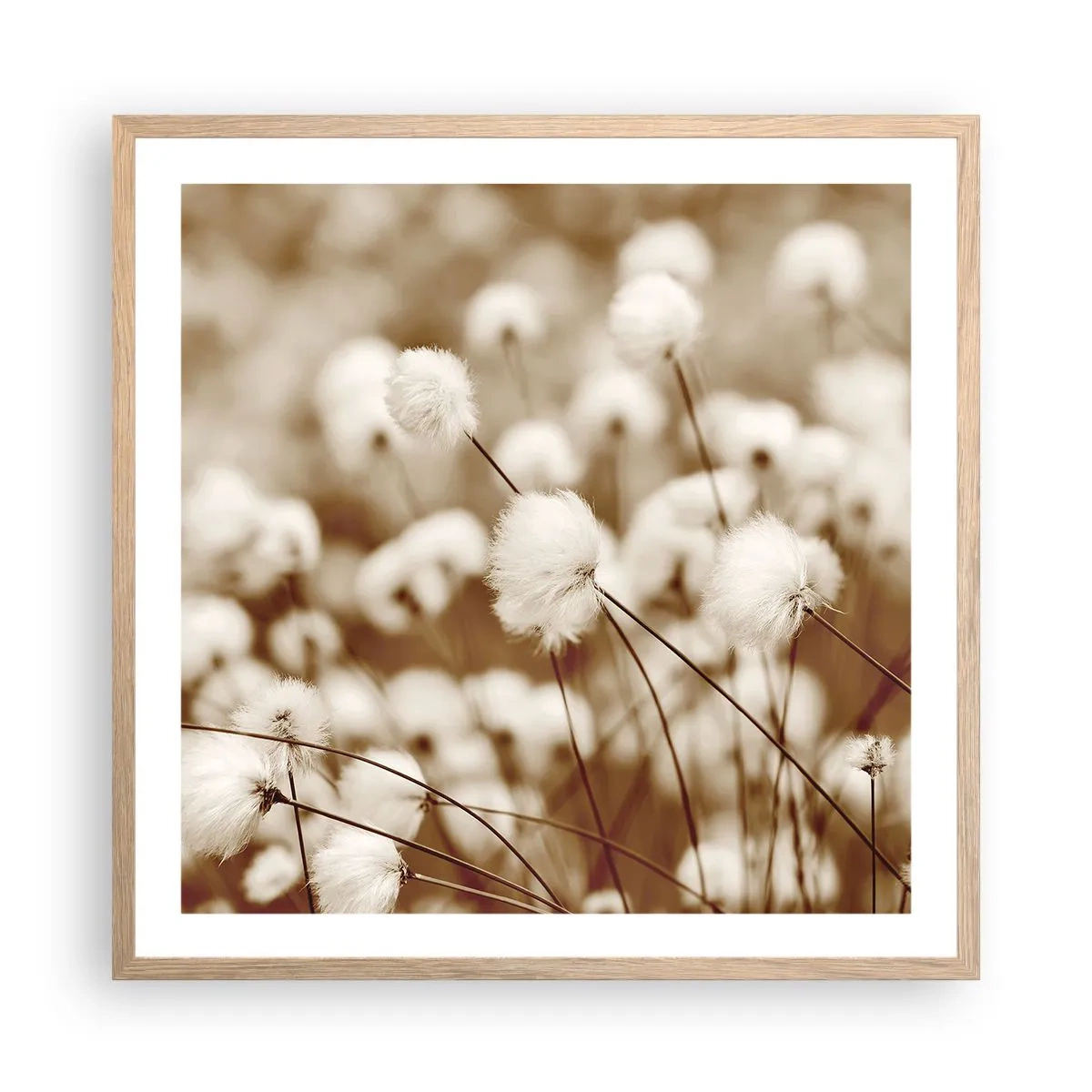 Poszter világos tölgy keretben - Bolyhos termés - 60x60 cm