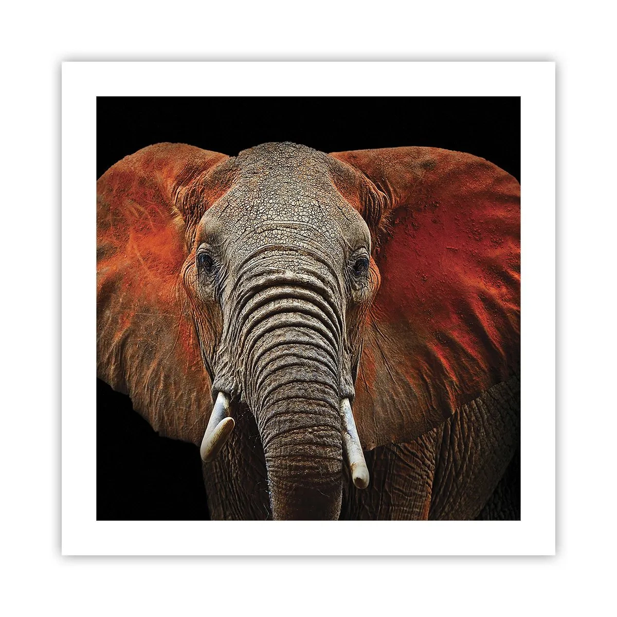 Poszter - Én vad vagyok, és te? - 50x50 cm