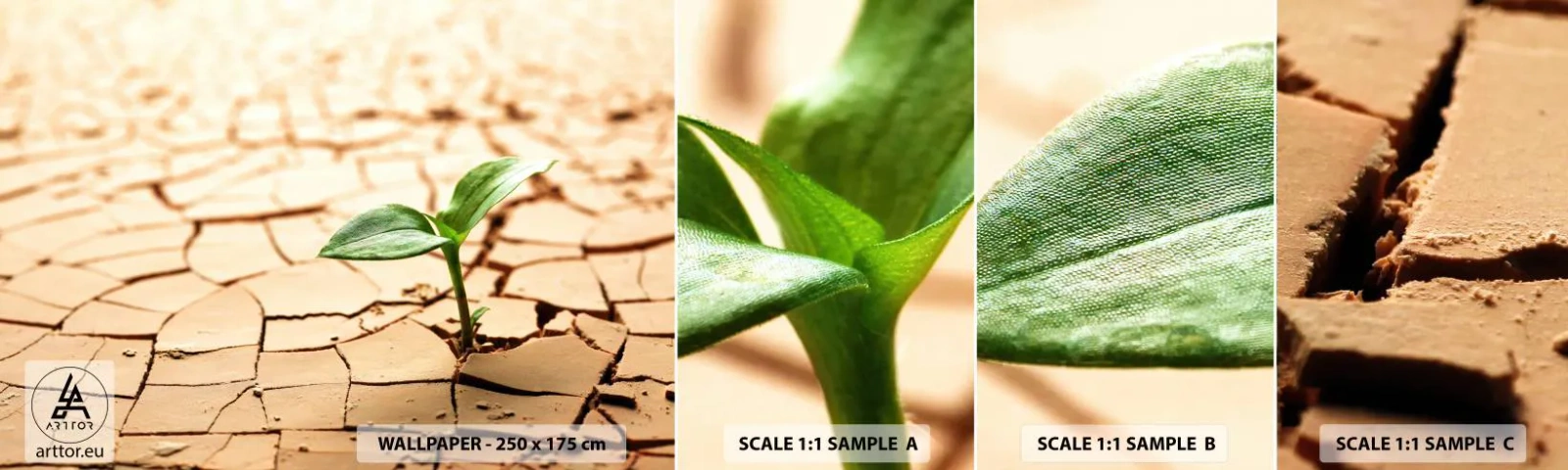 Fotótapéta Minta Standard Eco - Az élet fékezhetetlen ereje - Természet, Növény, Aszály - 100x30 cm