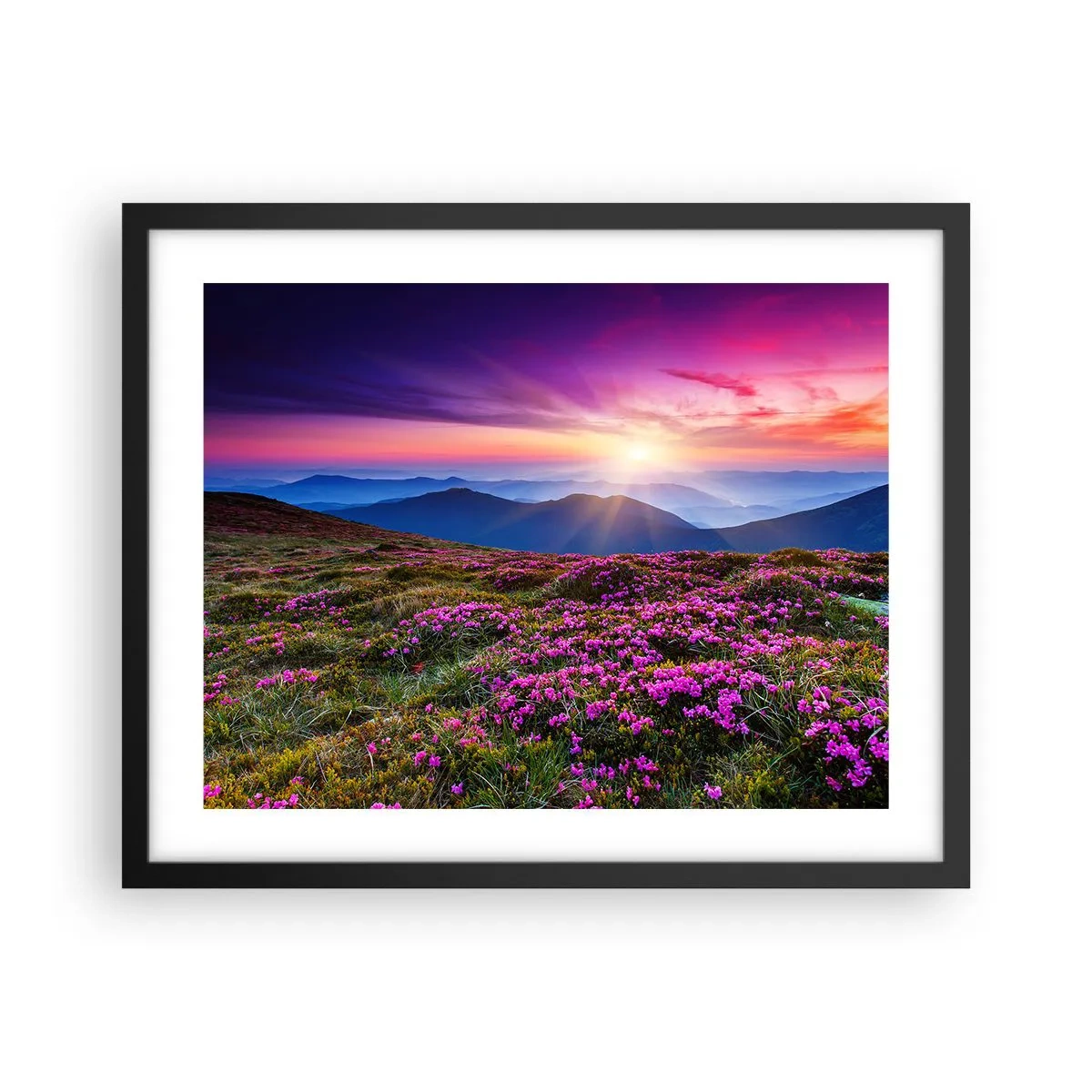 Poszter fehér keretben - A gyógynövények friss fürtjei illatoztak a mezőkről - 50x40 cm