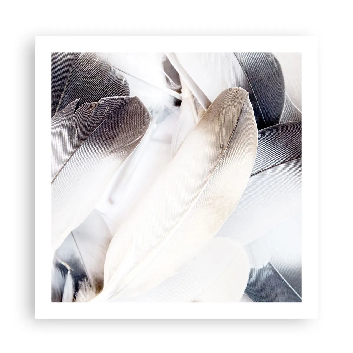 Poszter - Szinte angyali - 60x60 cm