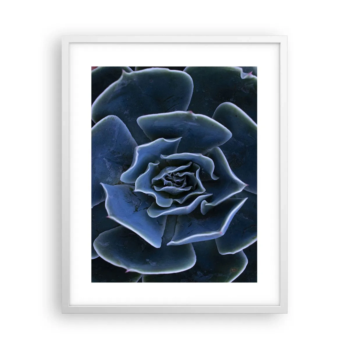 Poszter fekete keretben - A sivatag virága - 40x50 cm