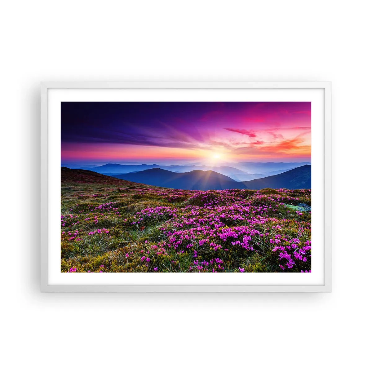 Poszter fekete keretben - A gyógynövények friss fürtjei illatoztak a mezőkről - 70x50 cm