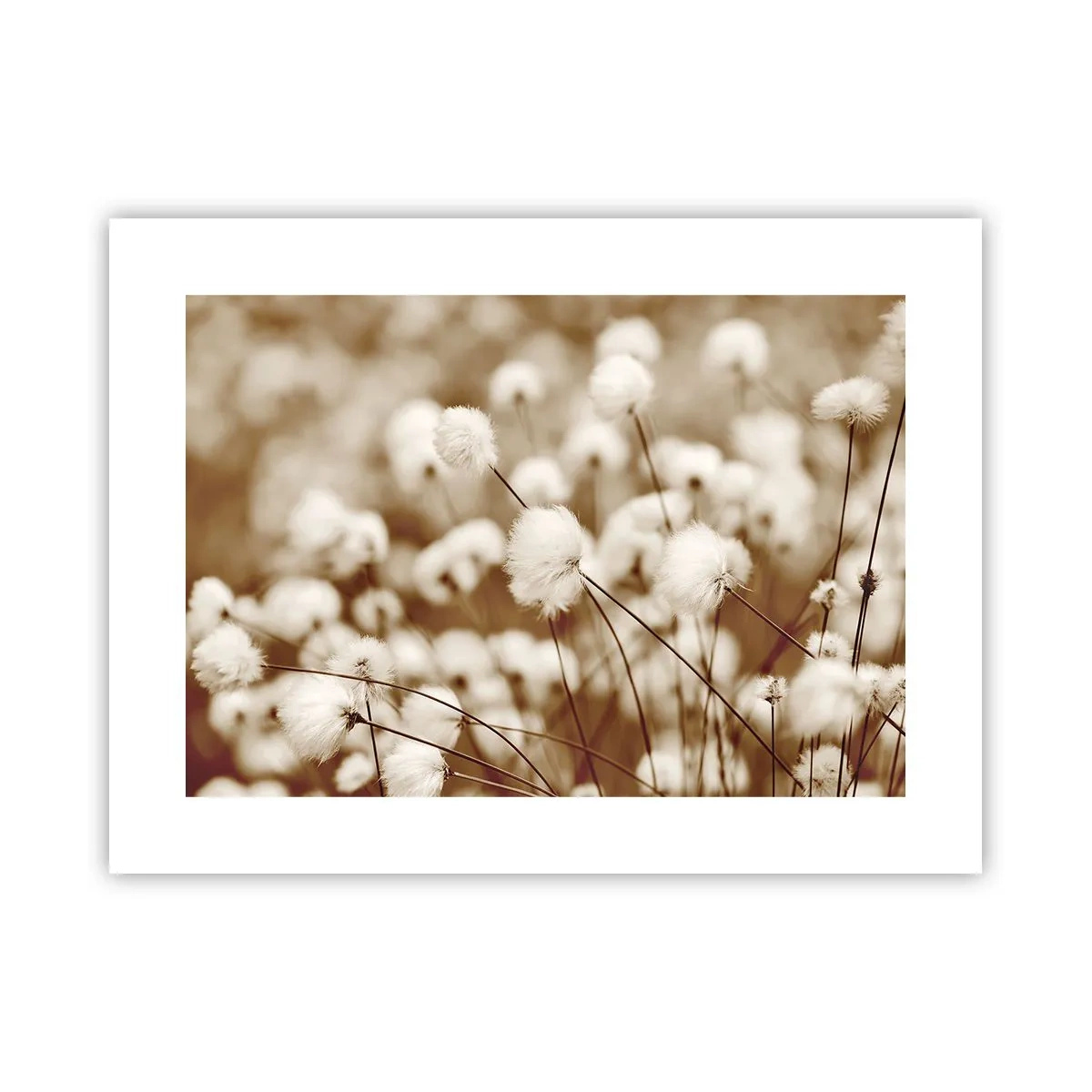 Poszter - Bolyhos termés - 40x30 cm