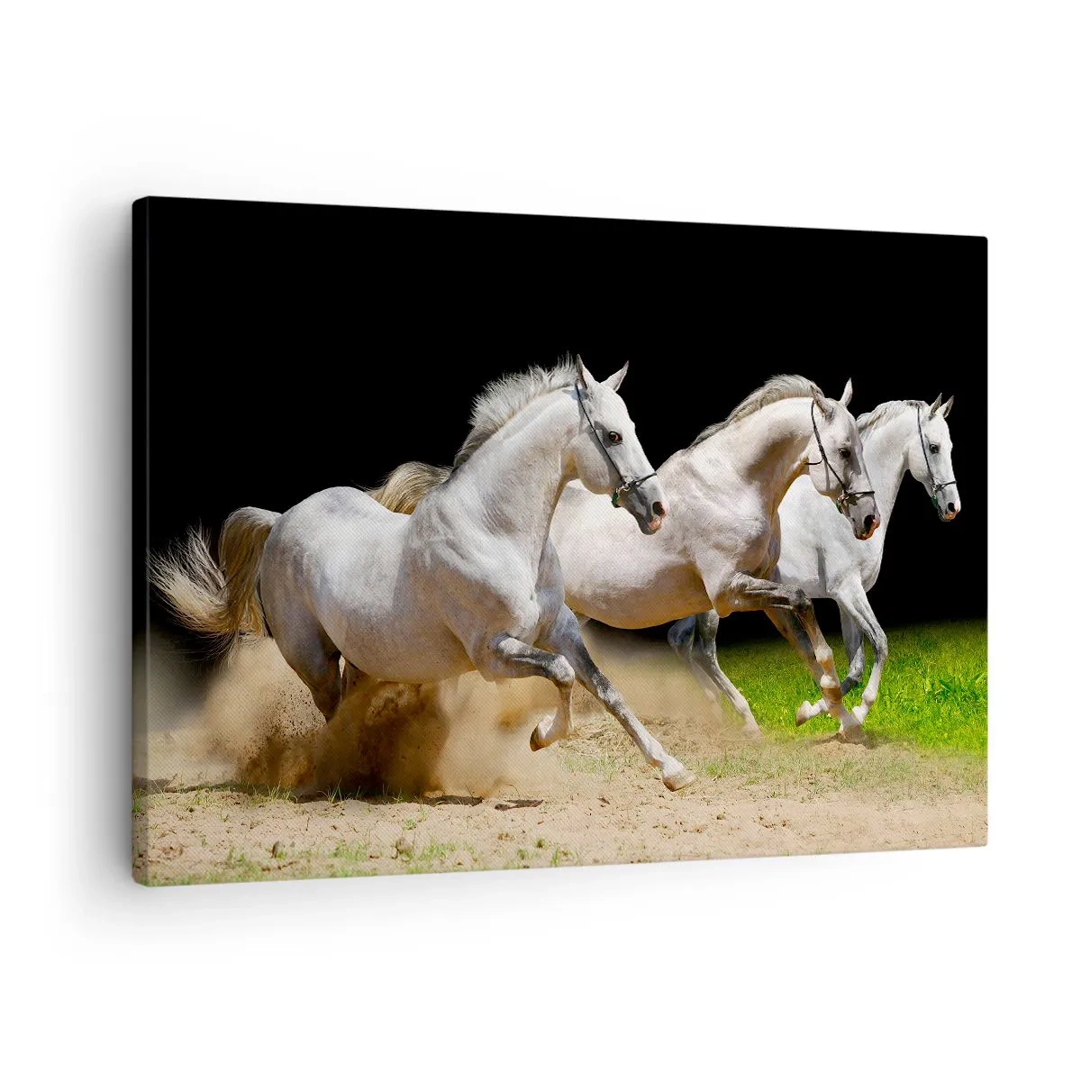 Vászonkép - Három fehér ló vágtat homokon és füvön át - 70x50cm - Három Kegyelem - Modern fali dekoráció nappalihoz és hálószobához ARTTOR