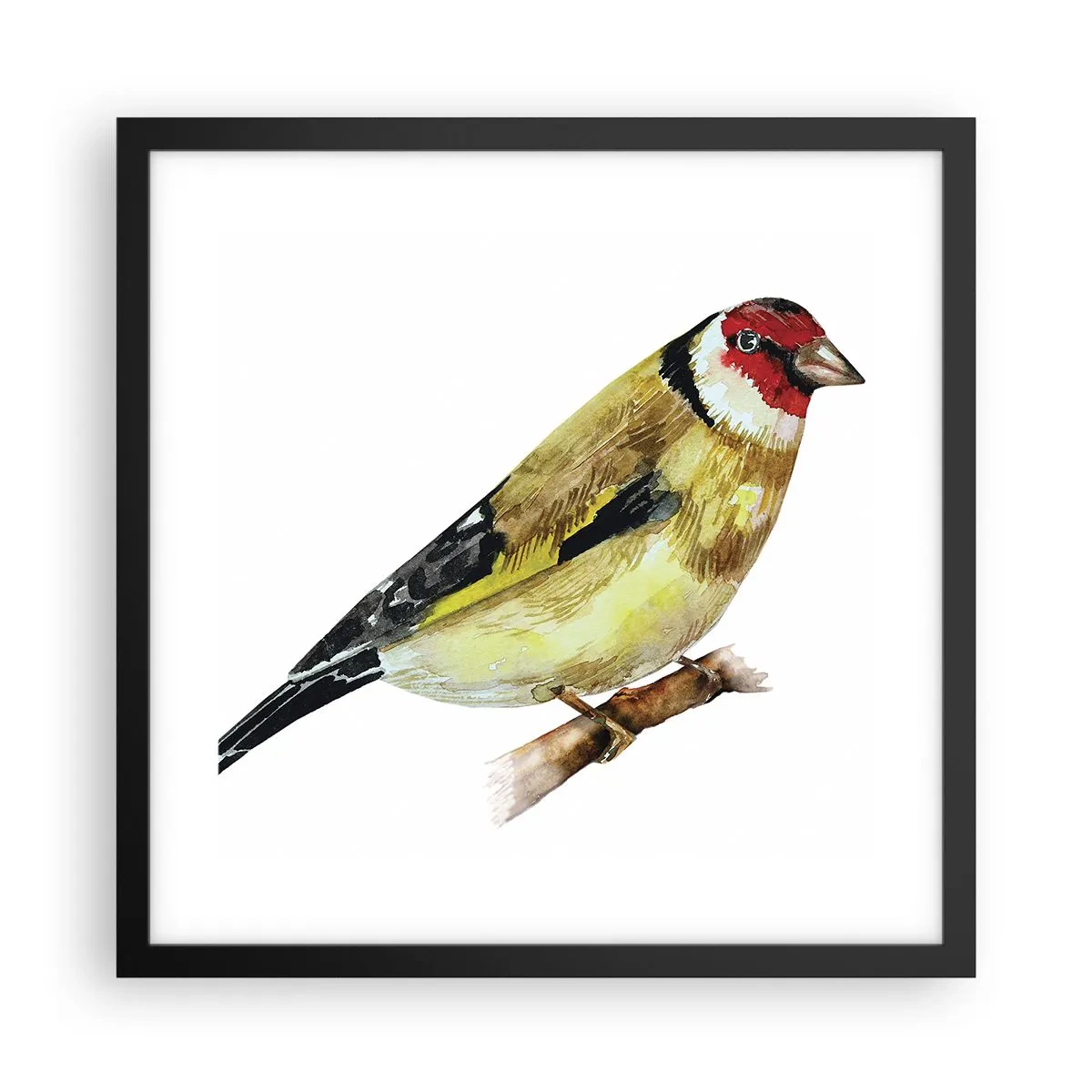 Poszter fehér keretben - Madárportré - 40x40 cm