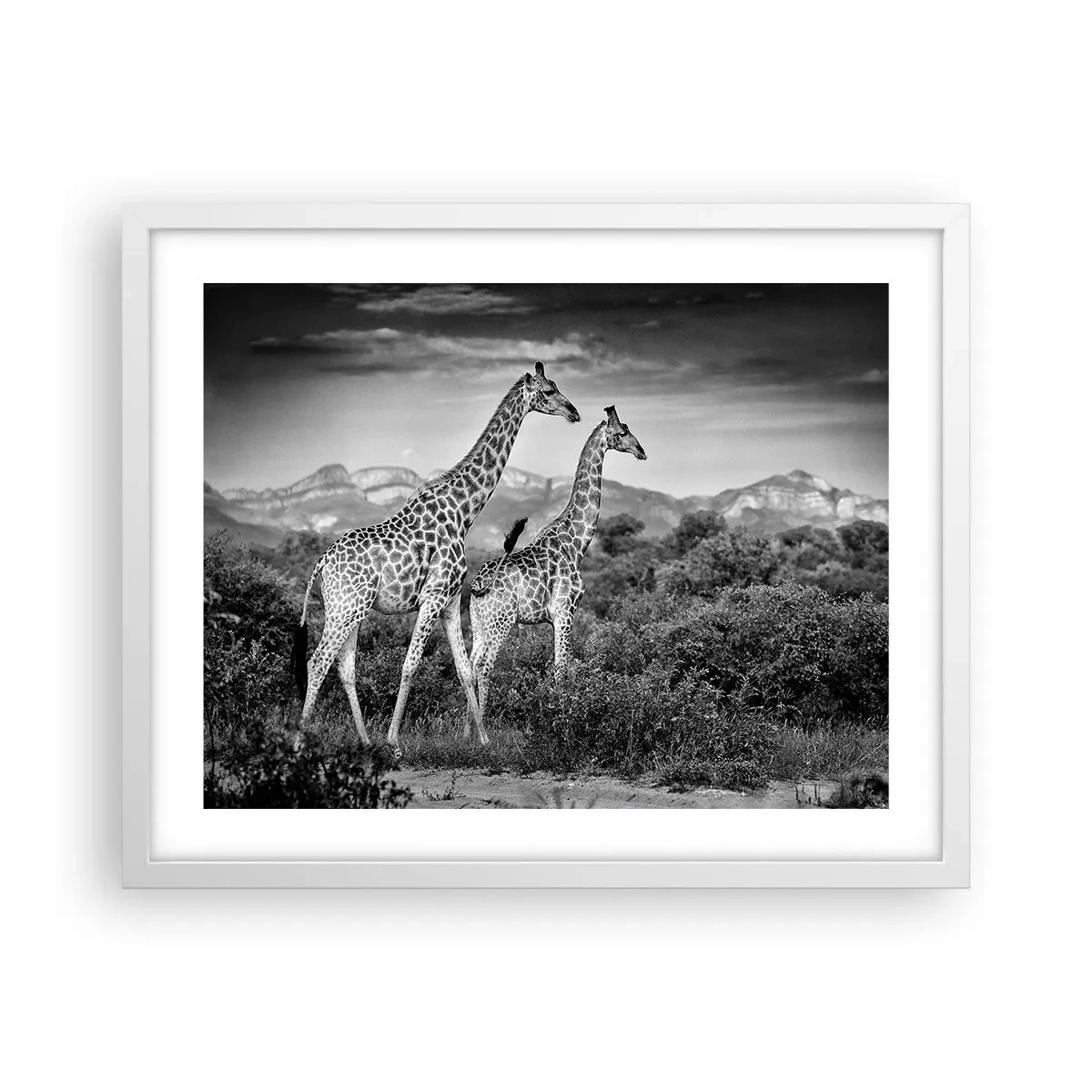 Poszter fekete keretben - Magas rangok Afrikában - 50x40 cm