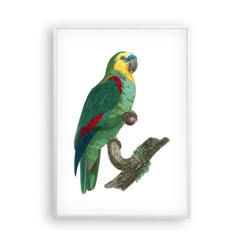 Poszter fekete keretben - Papagáj portré - 70x100 cm