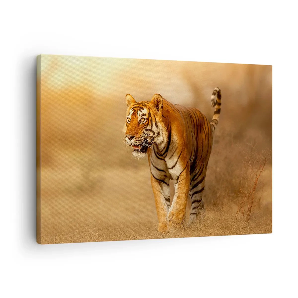 Vászonkép - Egy tigris sétál a szavannán meleg színekben. - 70x50cm - A támadás előtt - Modern fali dekoráció nappalihoz és hálószobához ARTTOR
