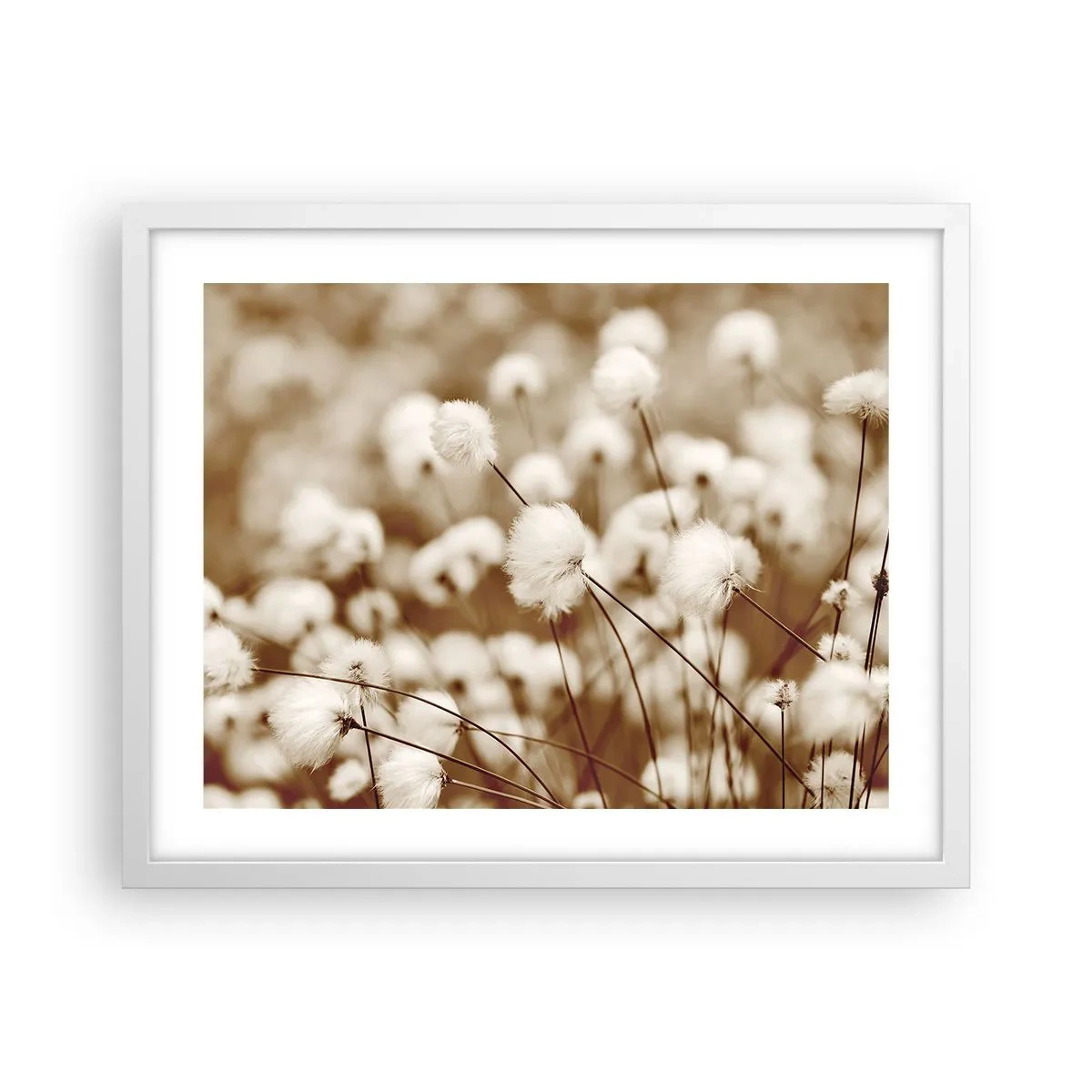 Poszter fekete keretben - Bolyhos termés - 50x40 cm