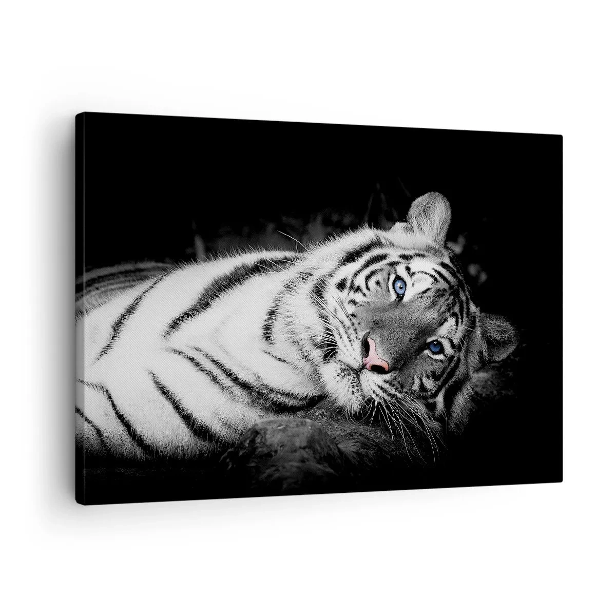 Vászonkép - Egy művészien kirajzolt fehér tigris fekete háttér előtt - 70x50cm - Vadság és nyugalom - Modern fali dekoráció nappalihoz és hálószobához ARTTOR