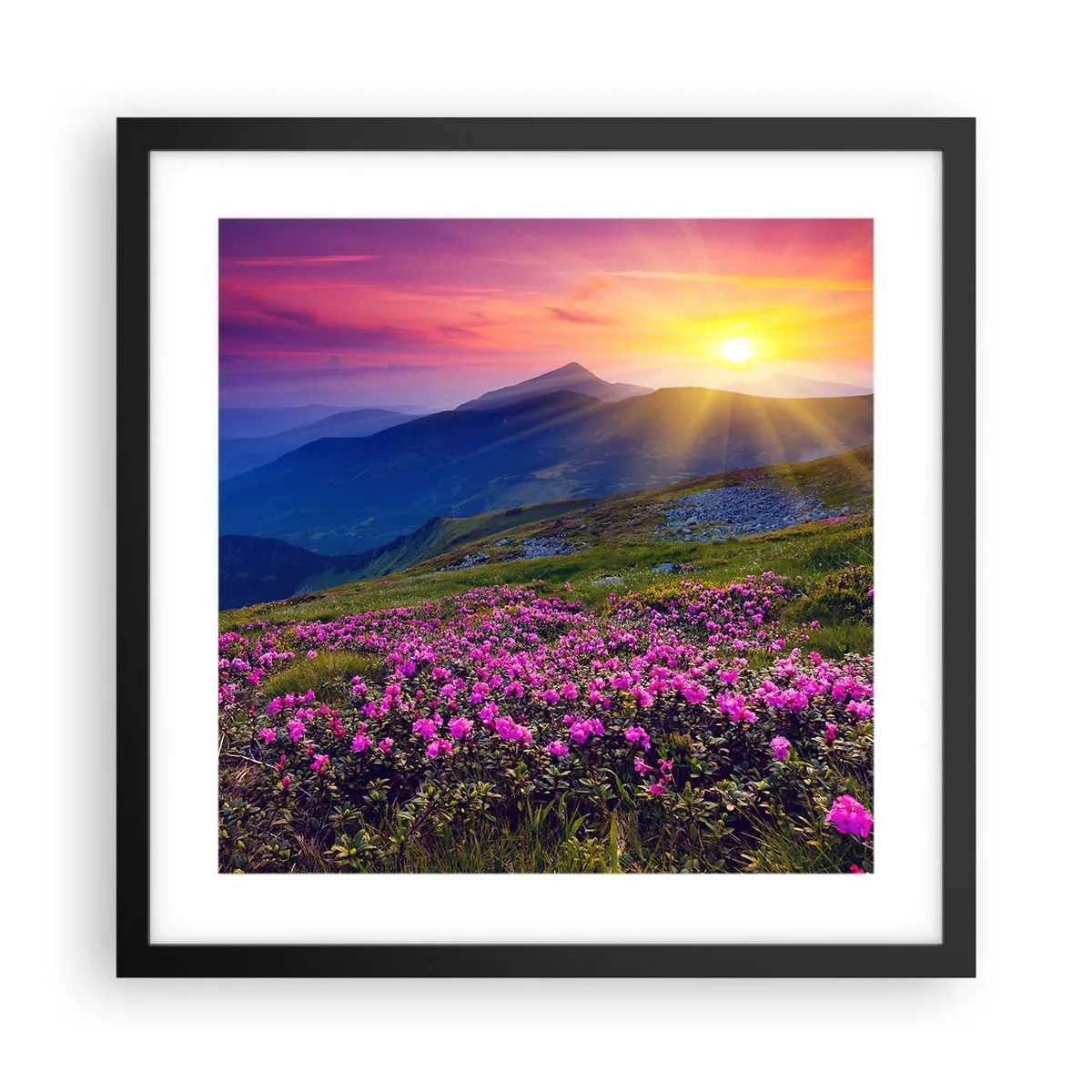 Poszter fehér keretben - … És körülötte hegyi fenyő és gyógynövények illata - 40x40 cm