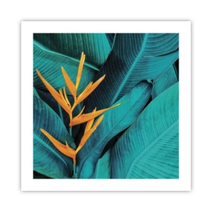 Poszter - Éden virága - 50x50 cm