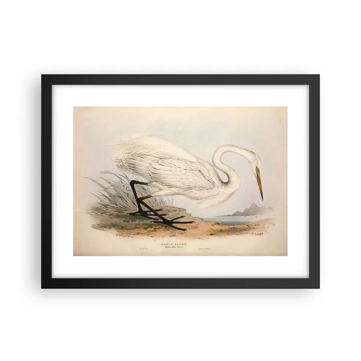 Poszter fehér keretben - Hölgy a nádasban - 40x30 cm