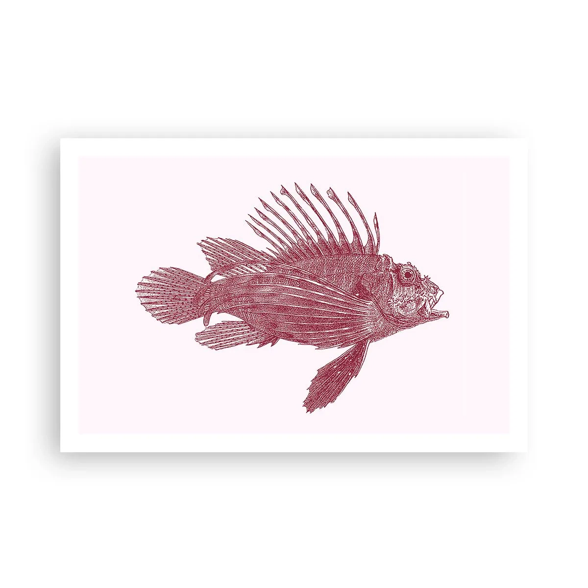 Poszter - Egzotikus vizek lakója - 91x61 cm