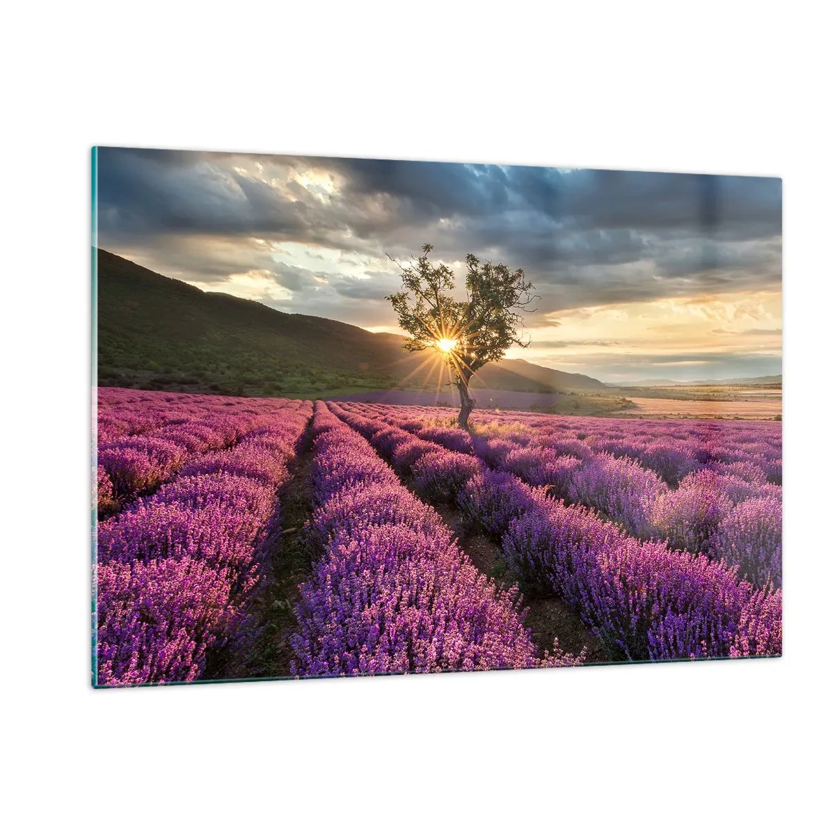 Üveg kép - Lila színű illat - 120x80 cm