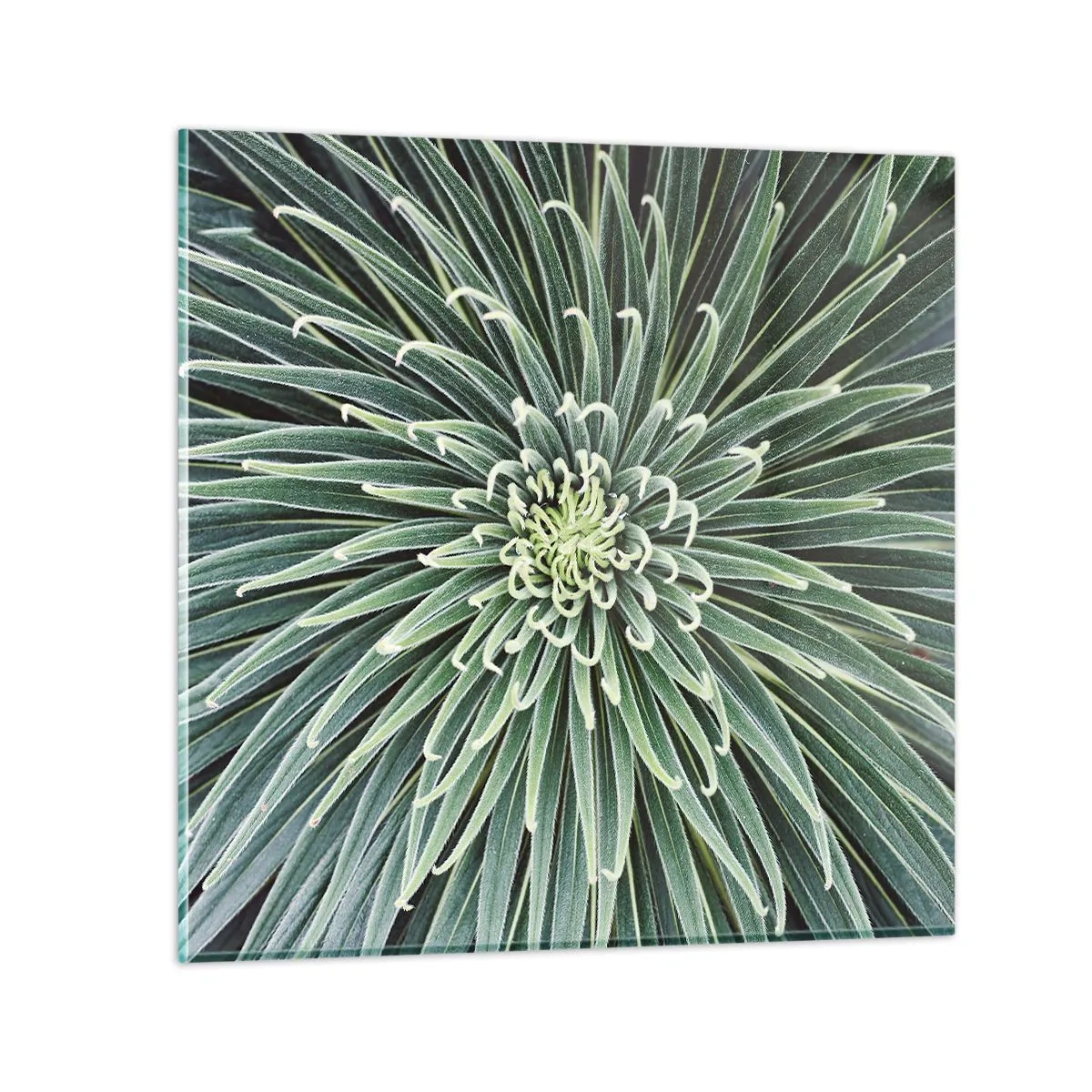 Üveg kép - Csillag születik - 50x50 cm