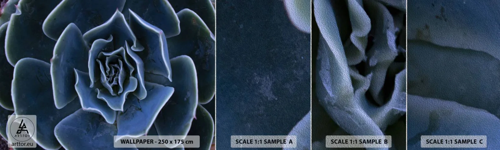 Fotótapéta Minta Premium Sand - A sivatag virága - Agave virág, Virág, Természet - 100x30 cm