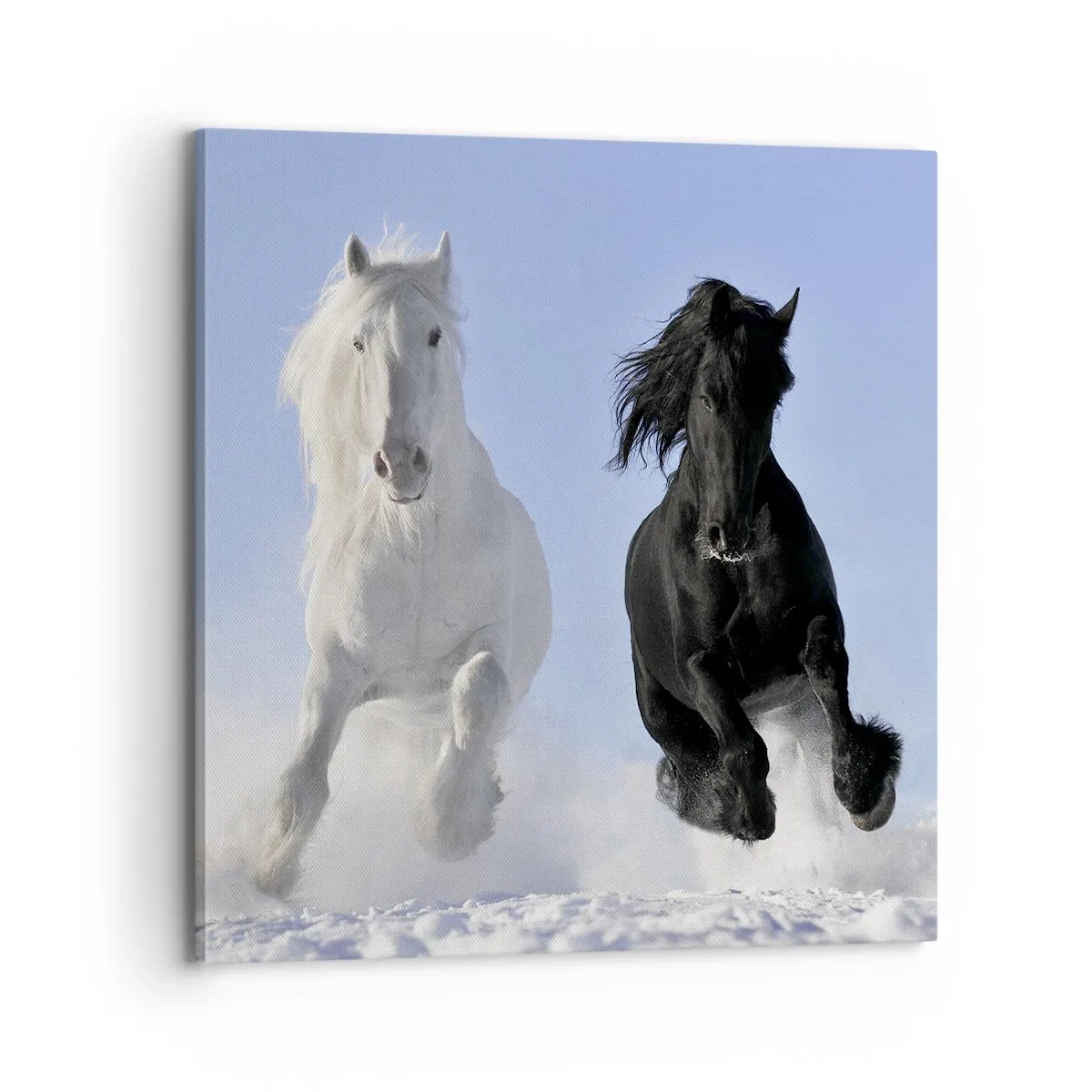 Vászonkép - Fekete-fehér galopp - 70x70 cm