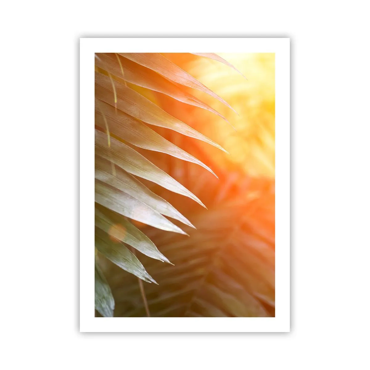 Poszter - Reggel a dzsungelben - 50x70 cm