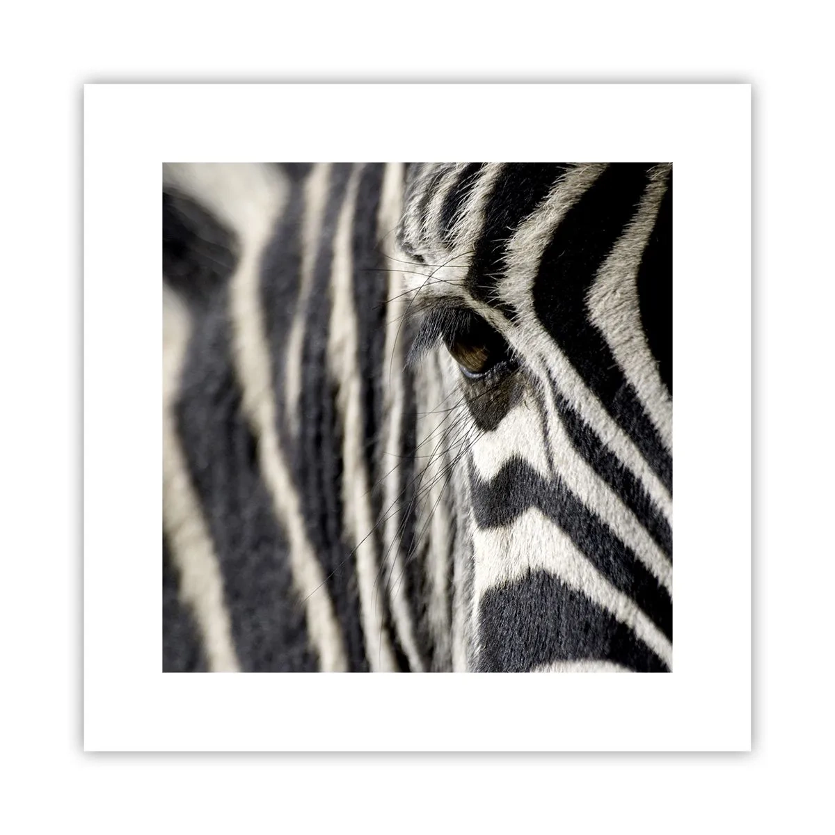 Poszter - Csíkos portré - 30x30 cm