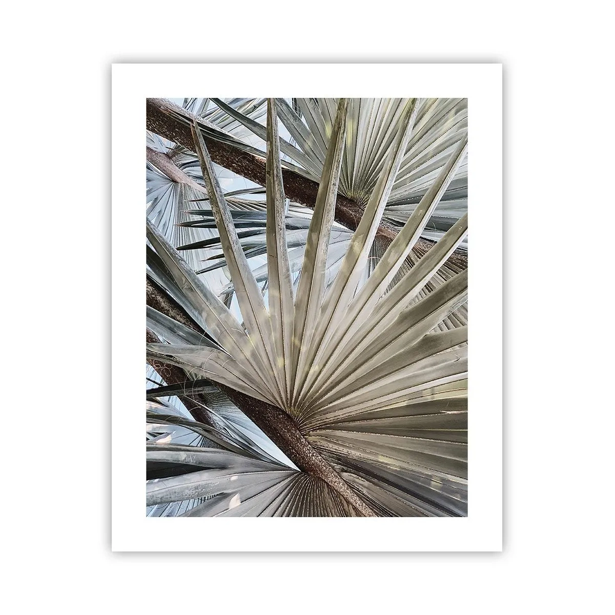 Poszter - Legyező a trópusokon - 40x50 cm