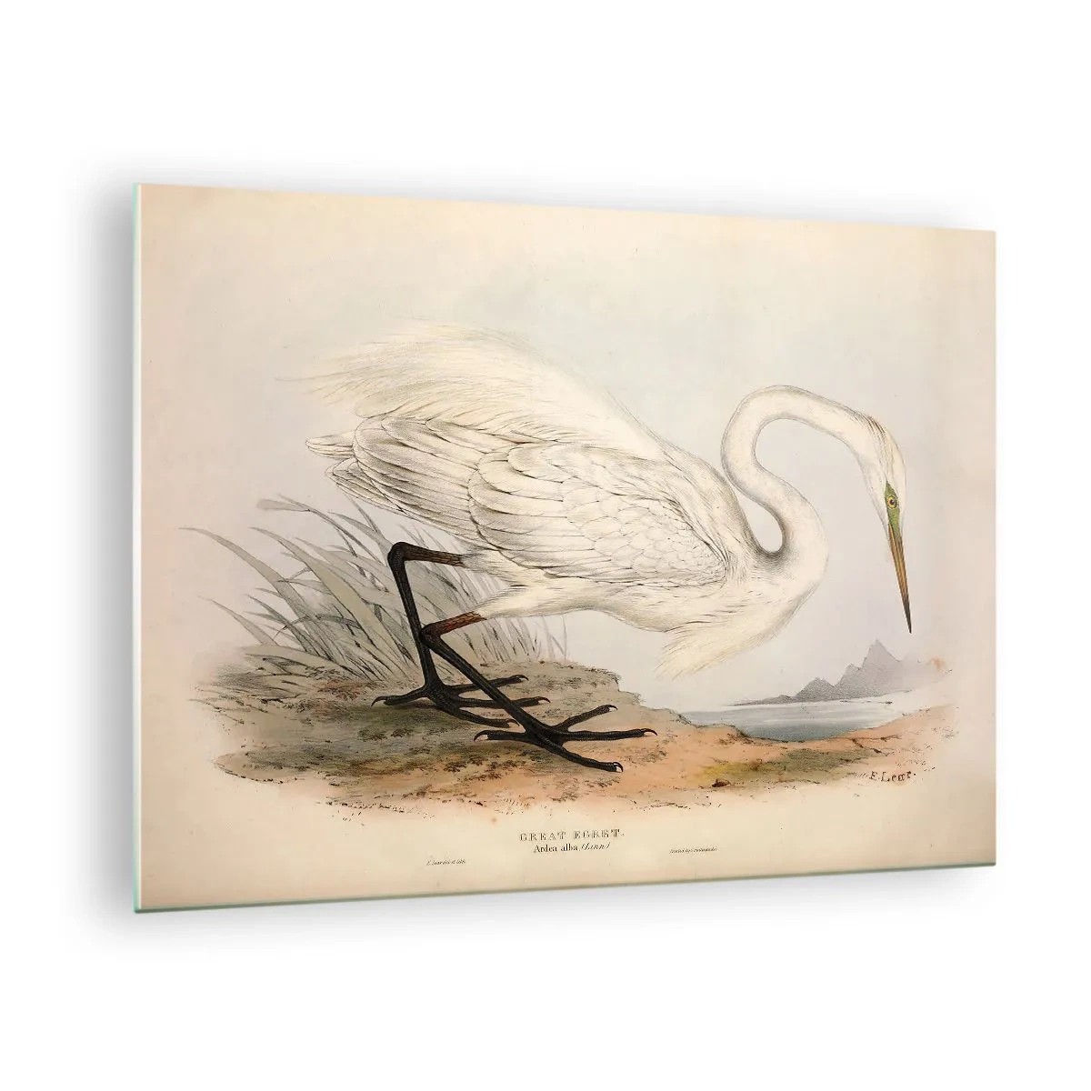 Üveg kép - Fehér gém vintage illusztrációja a víz szélén - 70x50cm - Hölgy a nádasban - Modern fali dekoráció nappalihoz és hálószobához ARTTOR