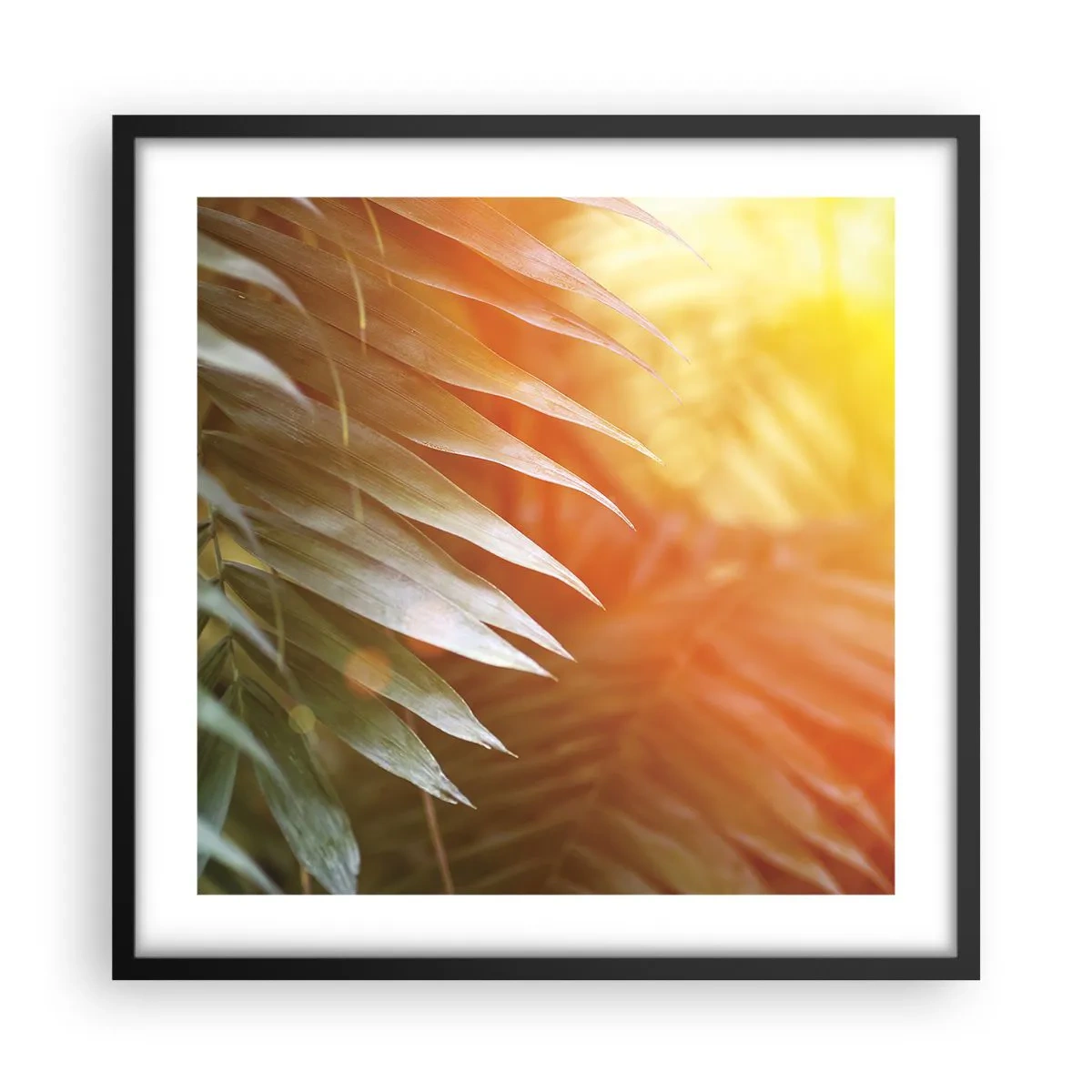 Poszter fehér keretben - Reggel a dzsungelben - 50x50 cm