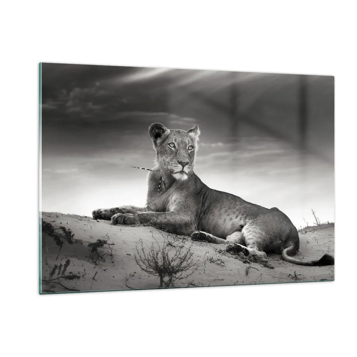 Üveg kép - A sivatagi királynő pihenése - 120x80 cm