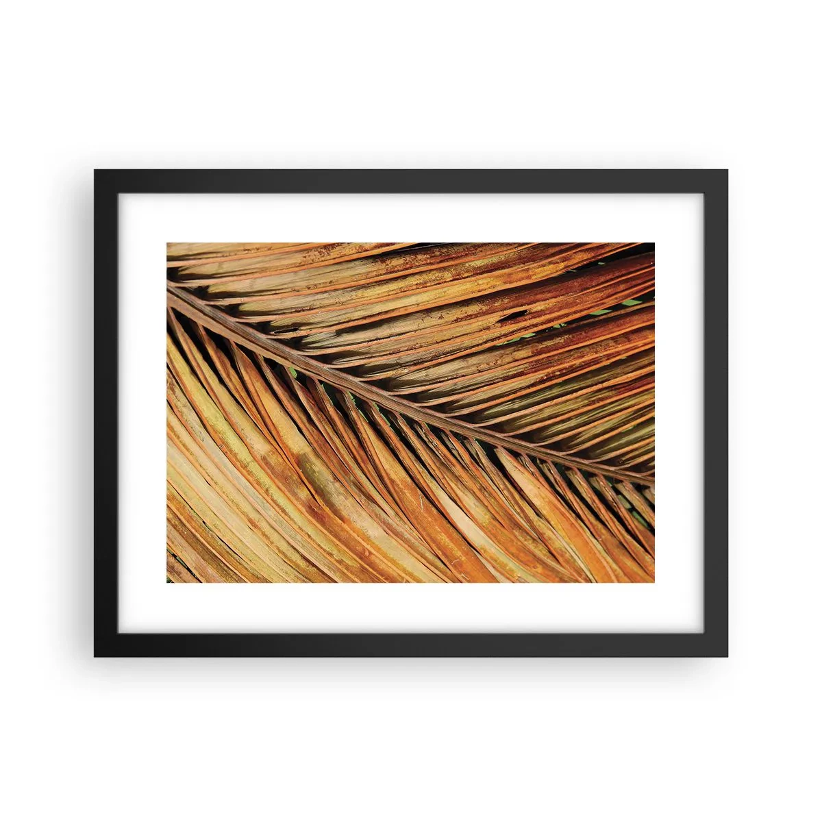 Poszter fehér keretben - Kókusz aranya - 40x30 cm