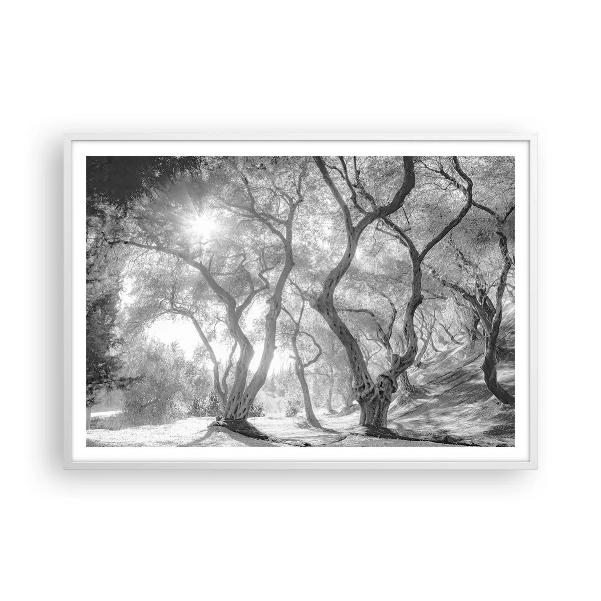 Poszter fekete keretben - Egy olajfaligetben - 100x70 cm