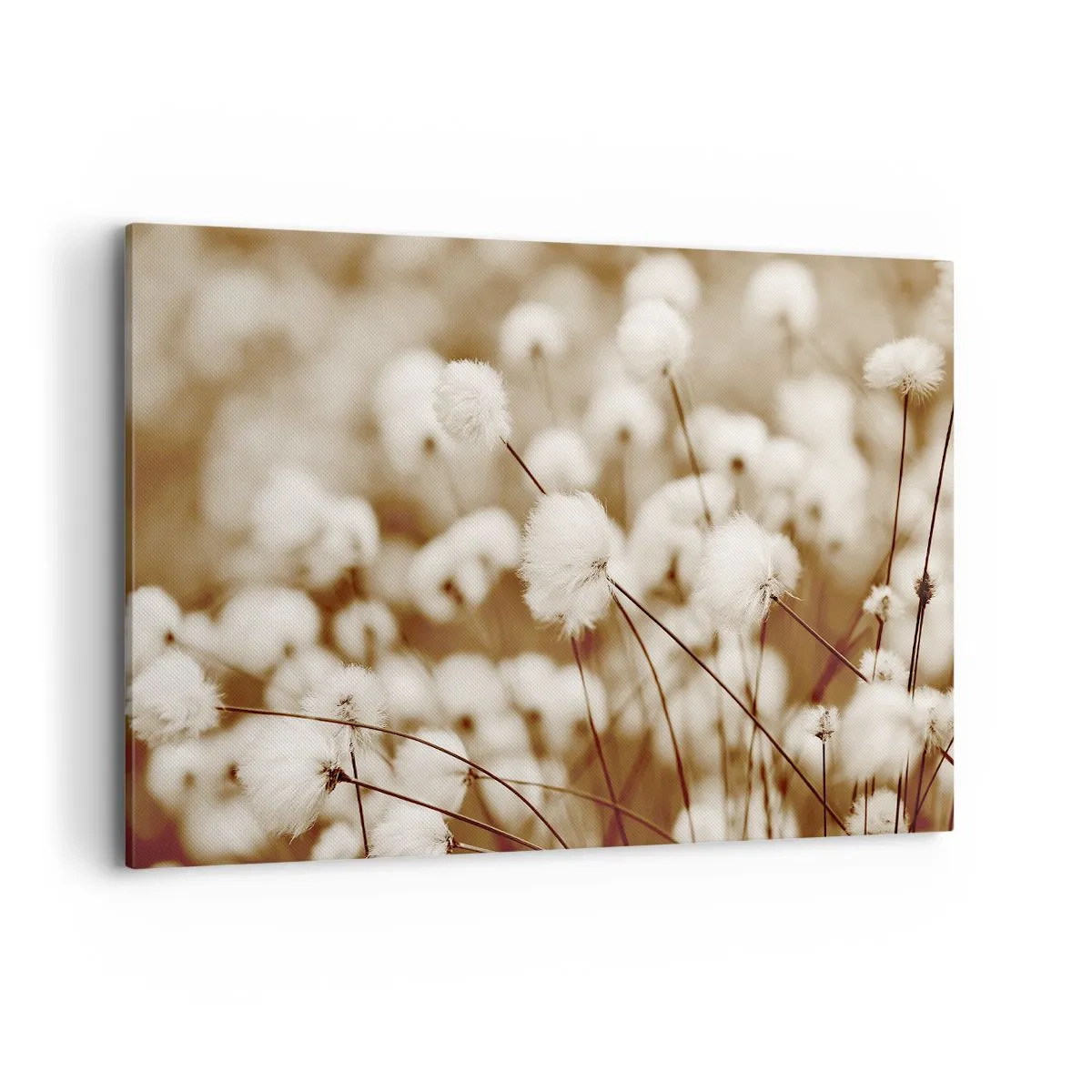 Vászonkép - Bolyhos termés - 120x80 cm