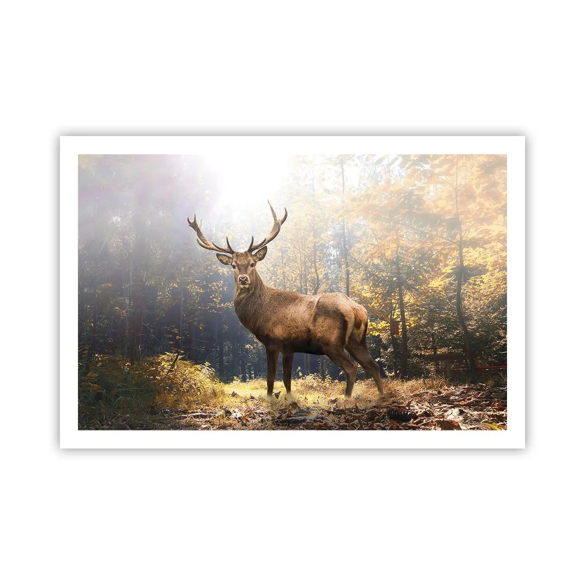 Poszter - Teljes fenségben - 91x61 cm